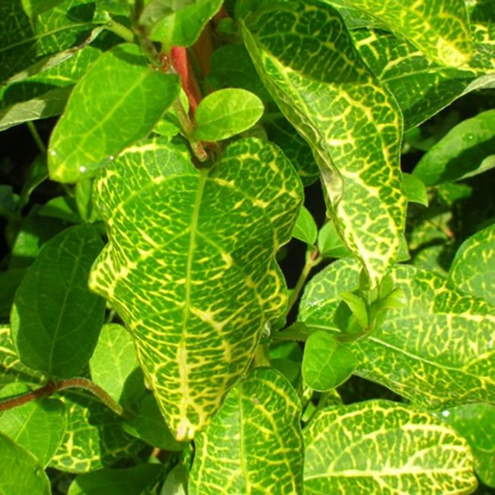 Chèvrefeuille du japon 'aureoreticulata' lonicera japonica 3l - 60/90cm