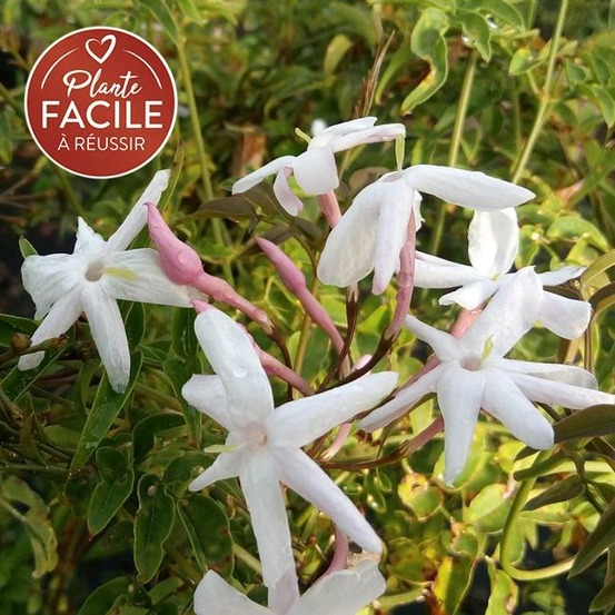 Jasmin rosé d'hiver - jasminum polyanthum 3l - 60/90cm