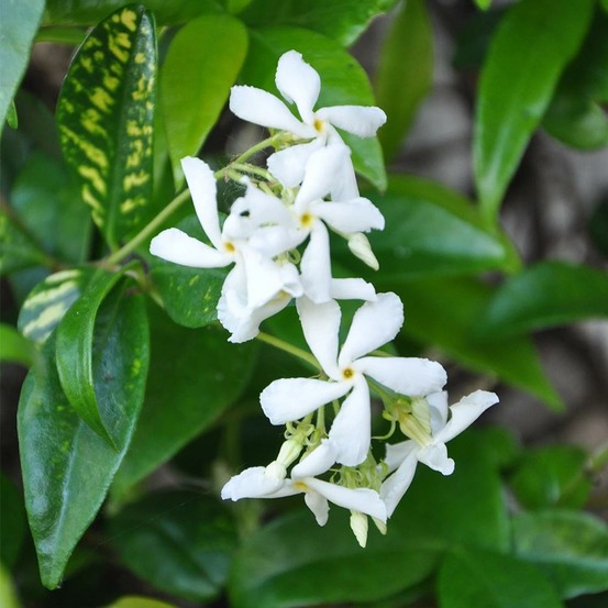 Jasmin étoilé - trachelospermum jasminoides - 3l - 90cm
