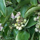 Kiwaï femelle à fruits verts - actinidia arguta 3l
