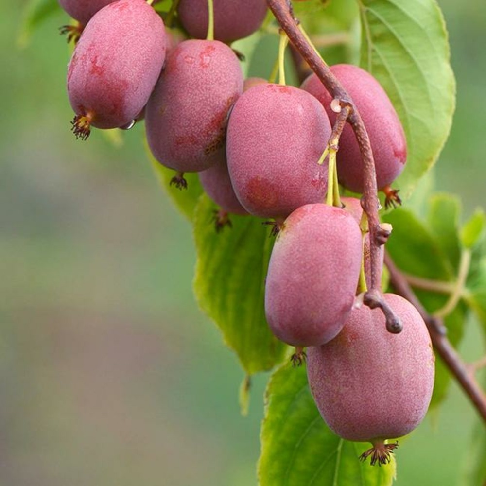 Kiwaï femelle bingo® - actinidia arguta 3l - 60/90cm