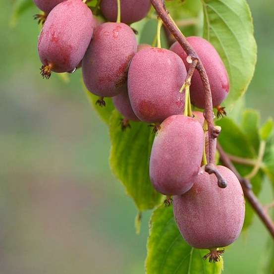 Kiwaï femelle bingo® - actinidia arguta 3l - 60/90cm