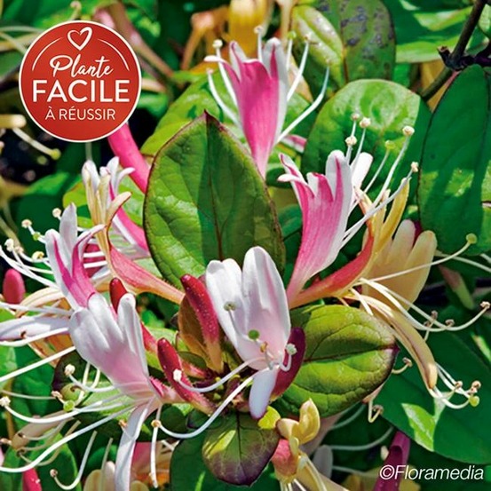 Chèvrefeuille du japon 'dart's world' lonicera japonica 3l - 60/90cm