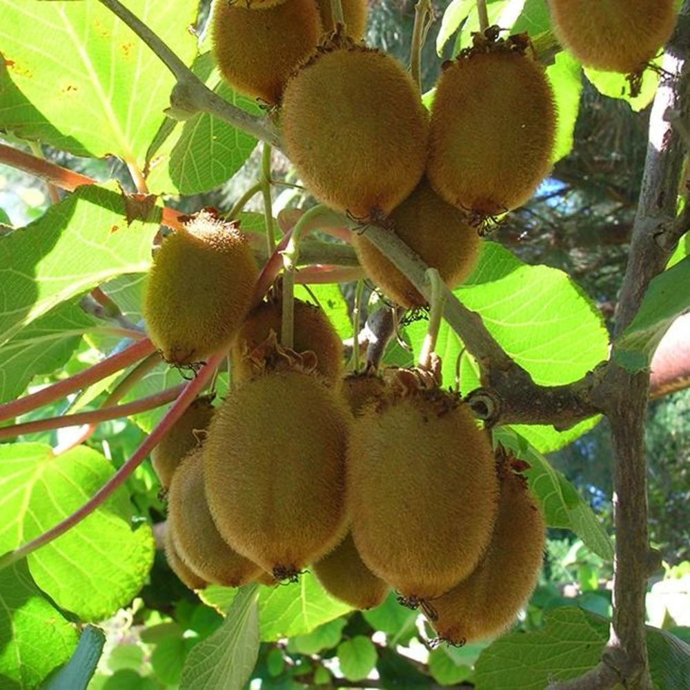 Kiwi femelle 'moncap' - actinidia 3l - 60/90cm
