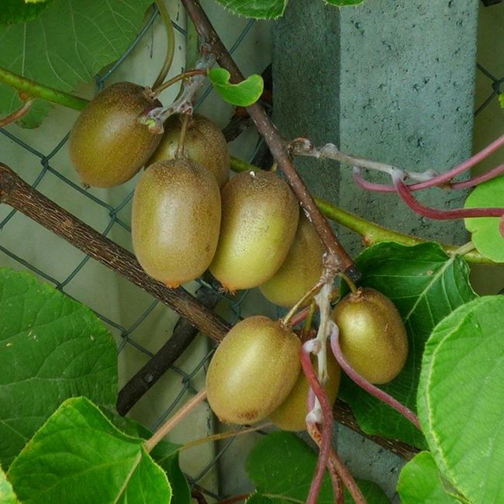 Kiwi femelle 'hayward' - actinidia 3l - 60/90cm