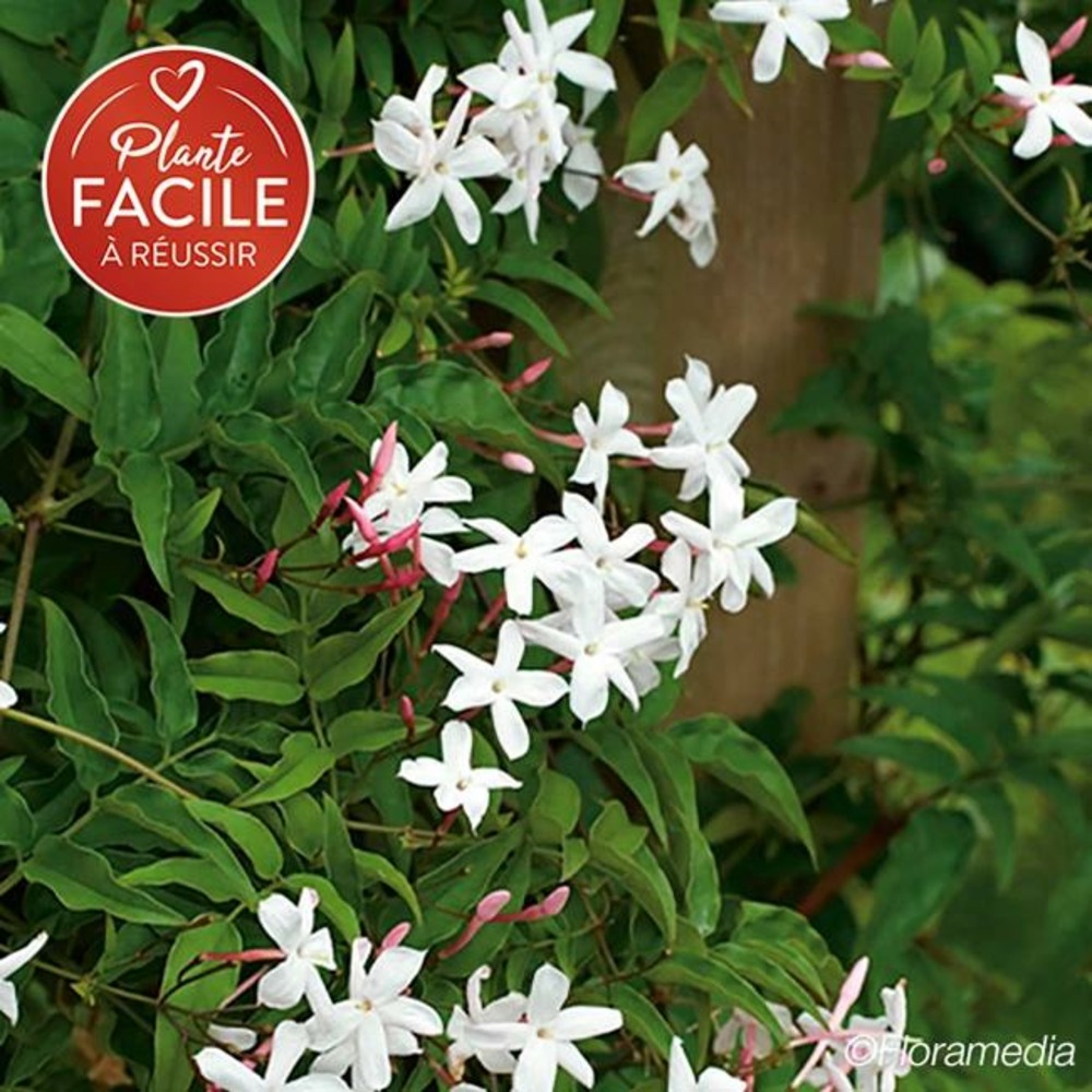 Jasmin officinal 'affine' - jasminum officinalis 3l - 90/120cm
