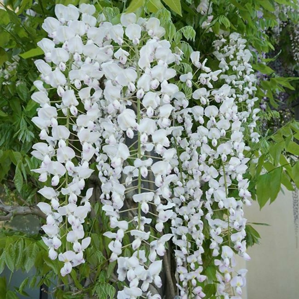 Glycine du japon 'alba' - wisteria floribunda 3l - 60/90cm