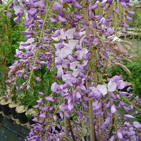 Glycine de chine 'caroline' - wisteria sinensis 3l - 60/90cm