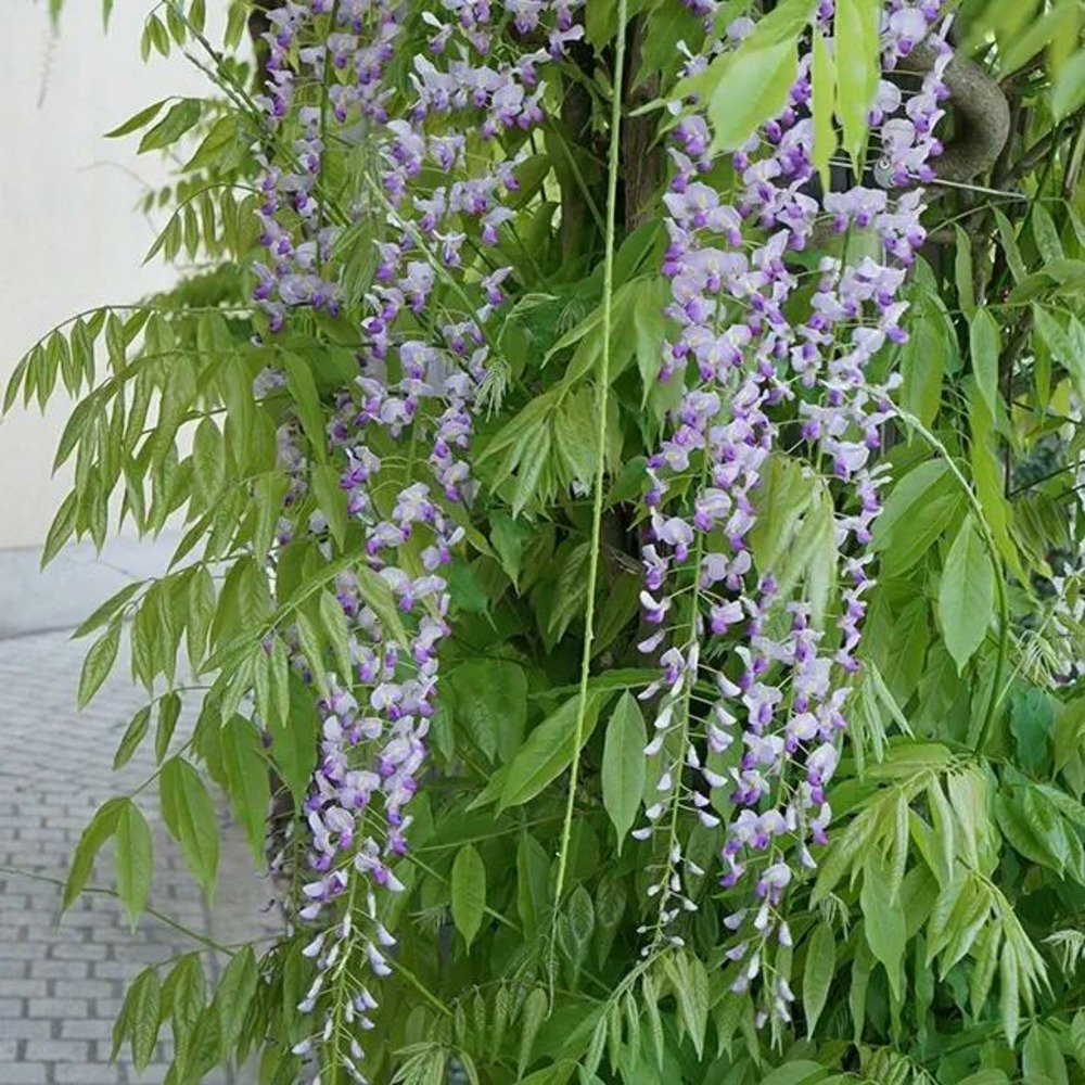 Glycine du japon 'macrobotrys' - wisteria floribunda 3l - 60/90cm