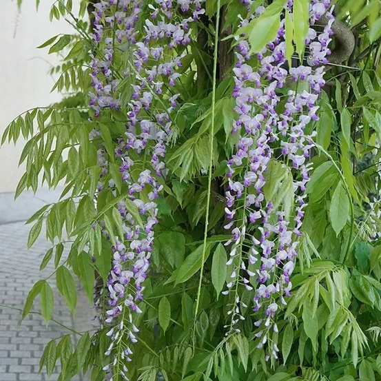 Glycine du japon 'macrobotrys' - wisteria floribunda 3l - 60/90cm