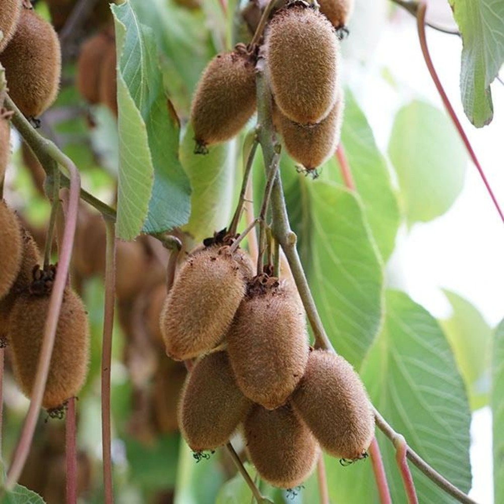 Kiwi femelle 'kiwidoo®' - actinidia chinensis 3l - 60/90cm