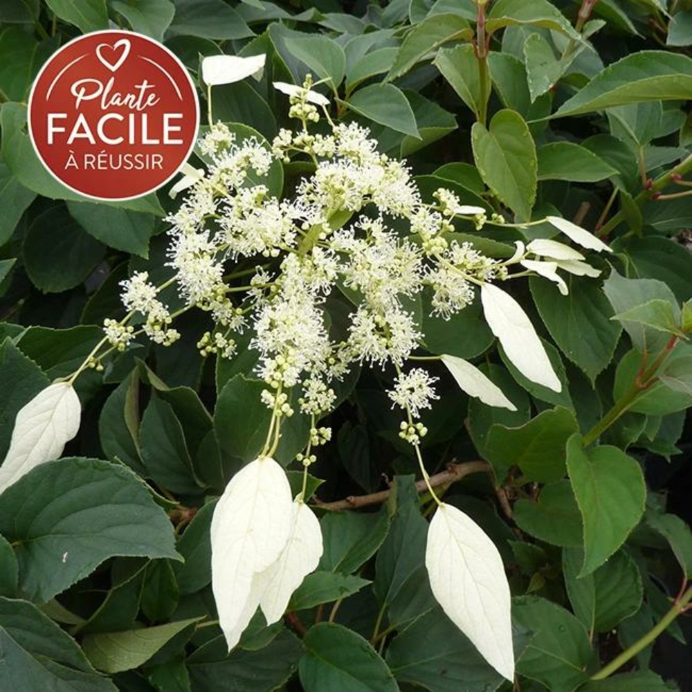 Hortensia grimpant du japon 'windmills' - schizophragma 3l - 60/90cm