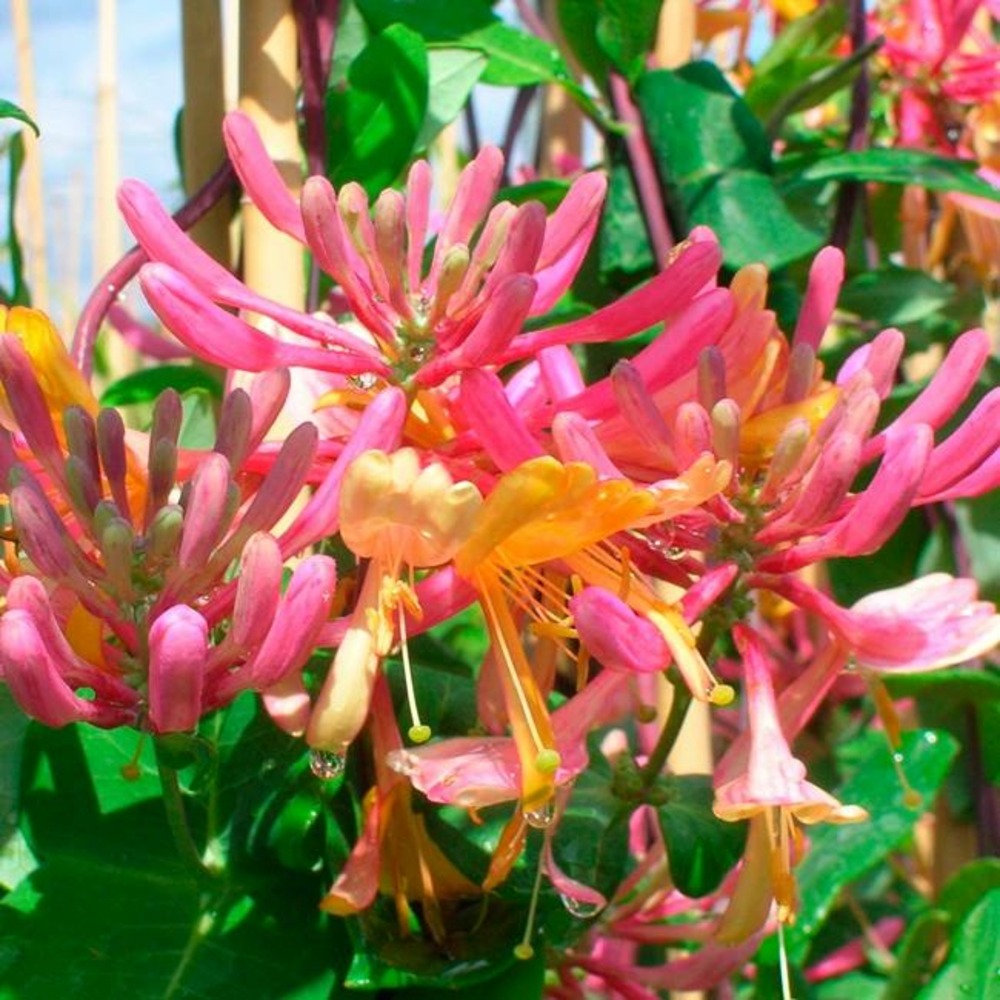 Chèvrefeuille 'american beauty' - lonicera heckrottii 3l - 60/90cm