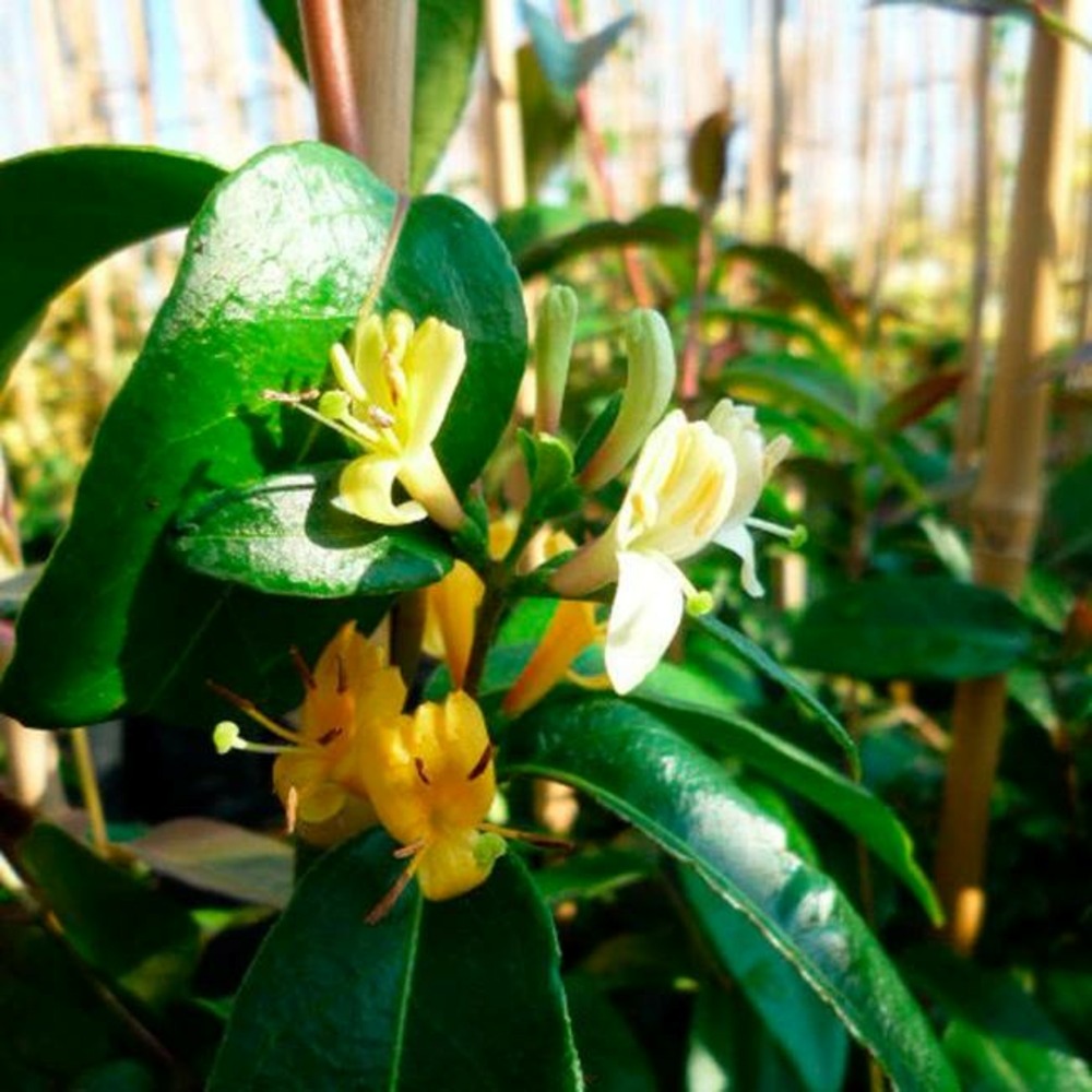 Chèvrefeuille henryi 'copper beauty®' - lonicera henryi 3l - 60/90cm
