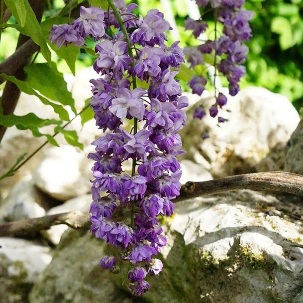 Glycine du japon 'violacea plena' wisteria floribunda 3l - 60/90cm