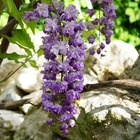Glycine du japon 'violacea plena' wisteria floribunda 3l