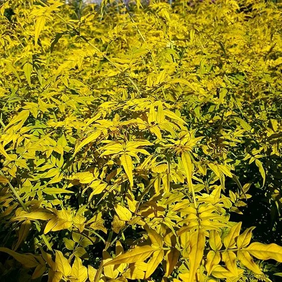 Jasmin officinal 'aureovariegatum' - jasminum officinalis 3l - 60/90cm