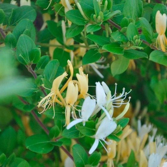 Chèvrefeuille du japon 'hall's prolific' - lonicera japonica halliana 3l - 60/90cm