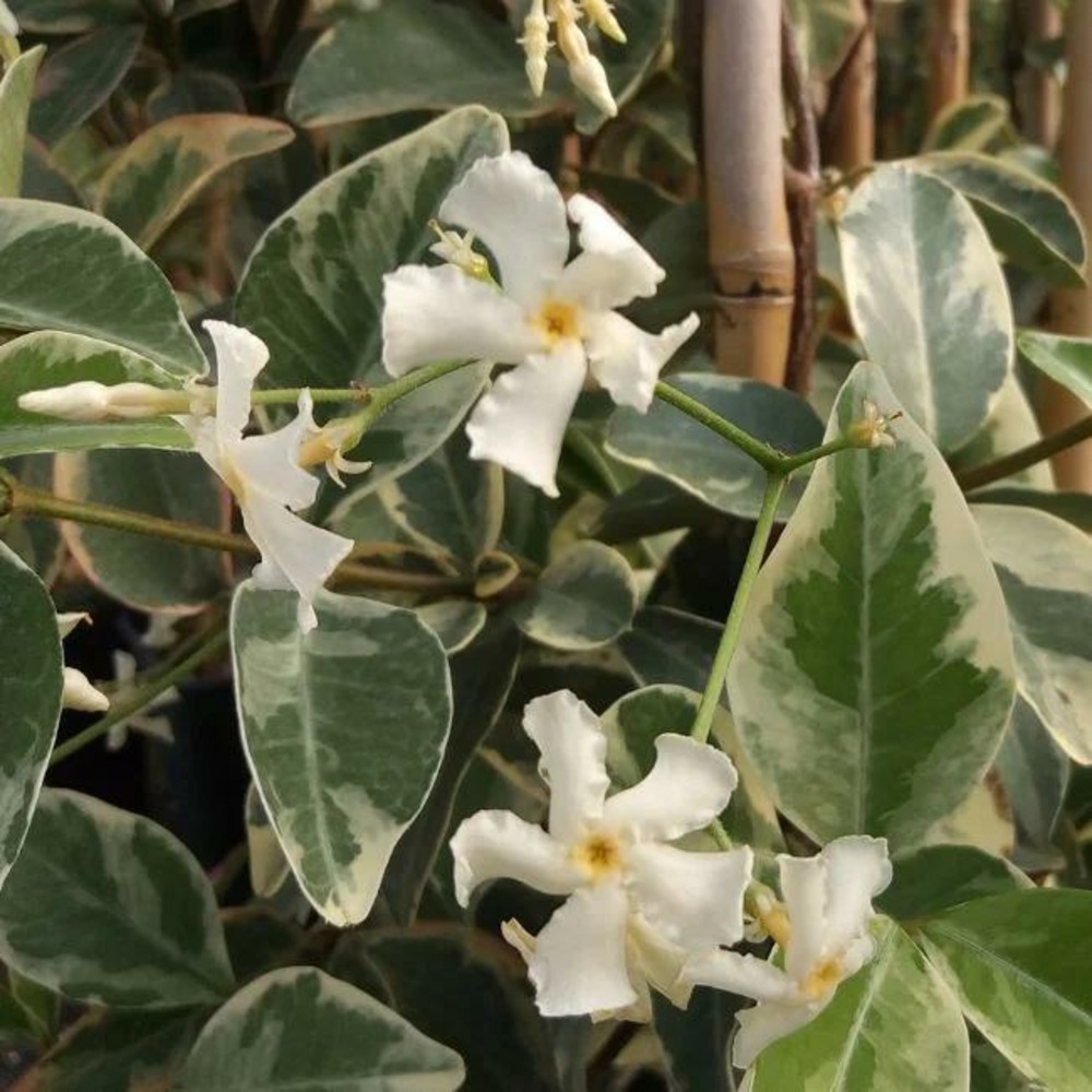 Jasmin étoilé 'variegatum' - trachelospermum jasminoides 3l - 60/90cm