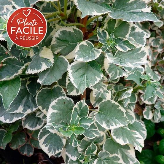 Hortensia grimpant silver lining® - hydrangea anomala 3l - 60/90cm