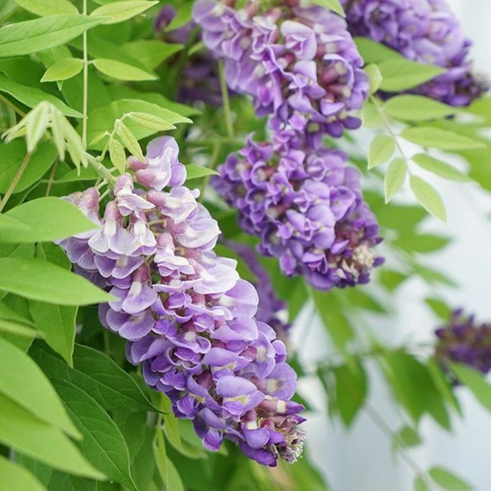 Glycine d amérique amethyst falls - wisteria frutescens 3l - 60/90cm