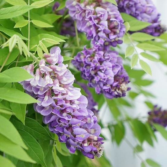 Glycine d amérique amethyst falls - wisteria frutescens 3l - 60/90cm