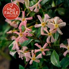 Jasmin étoilé rose - trachelospermum asiaticum 3l