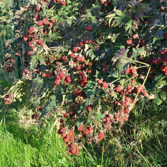Mûre 'géante des jardins' - rubus fruticosus 3l - 60/90cm