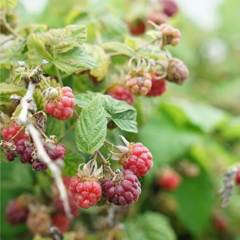 Mûre-framboise tayberry - rubus tayberry 3l - 60/90cm