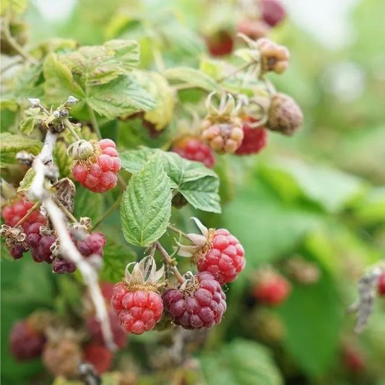 Mûre-framboise tayberry - rubus tayberry 3l - 60/90cm