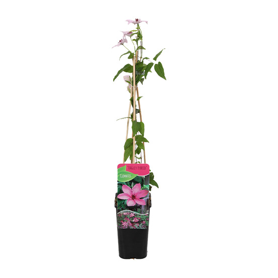 Clématite hagley hybride - vigne forestière - rose - pot 15 cm - 70-80 cm de haut