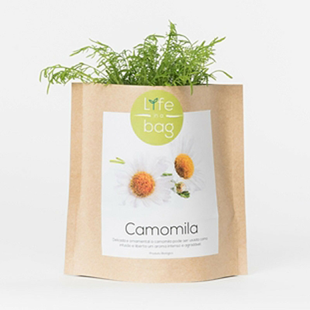 Sac papier prêt à cultiver camomille