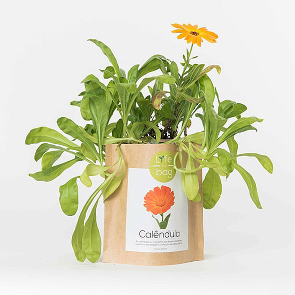 Sac papier prêt à cultiver calendula