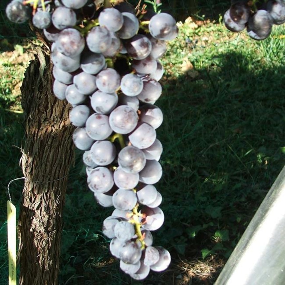 Vigne 'noir hâtif de marseille'- vitis vinifera - 90/120cm - 3l