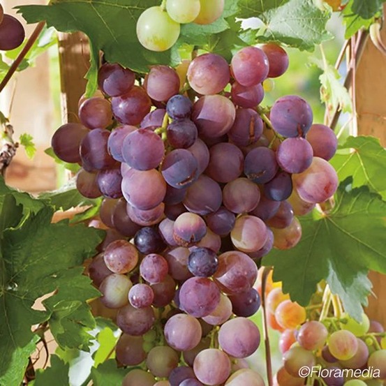 Vigne rouge 'cardinal' - vitis vinifera 3l - 60/90cm