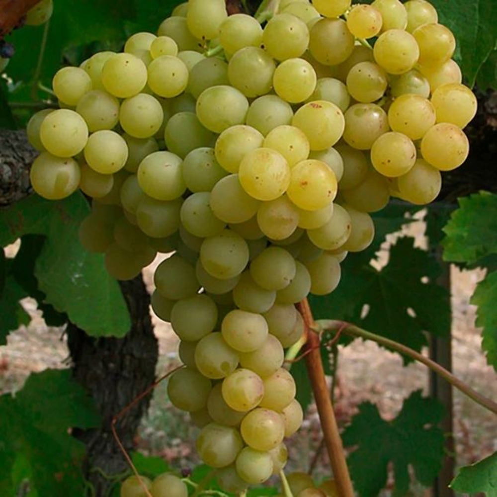Vigne 'exalta' - vitis vinifera 3l - 60/90cm