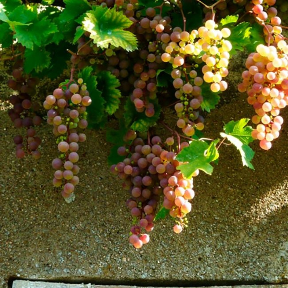 Vigne 'chasselas rose' - vitis vinifera 3l - 60/90cm