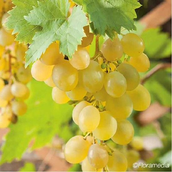Vigne 'muscat d'alexandrie' - vitis vinifera 3l - 60/90cm