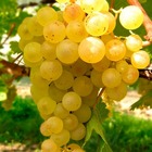 Vigne 'madeleine royale' - vitis vinifera 3l