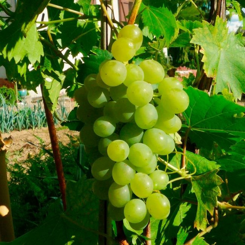 Vigne 'ampelia® perdin' vitis vinifera 3l - 60/90cm