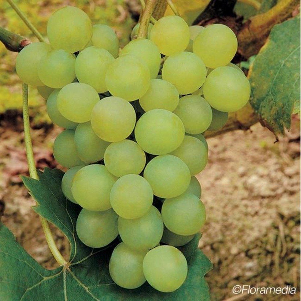 Vigne 'ora' - vitis vinifera 3l - 60/90cm