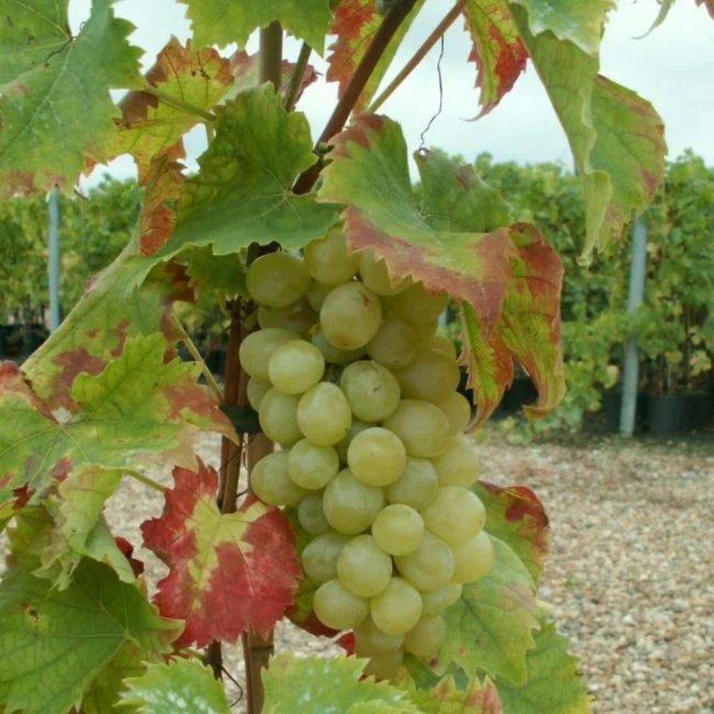 Vigne 'italia' - vitis vinifera 3l - 60/90cm