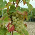 Vigne 'italia' - vitis italia zpd 4 3l