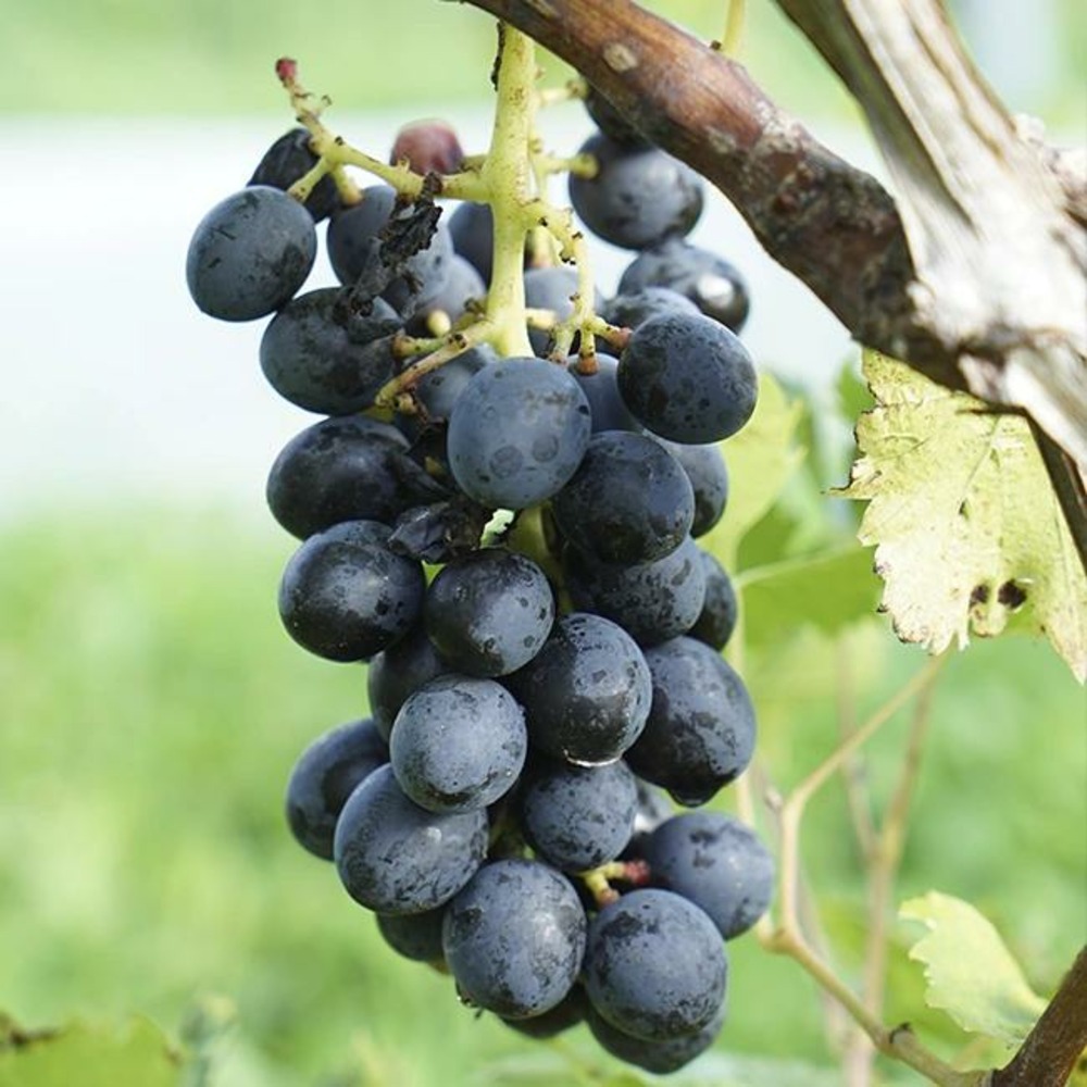 Vigne 'alphonse lavallée' vitis vinifera 3l - 60/90cm