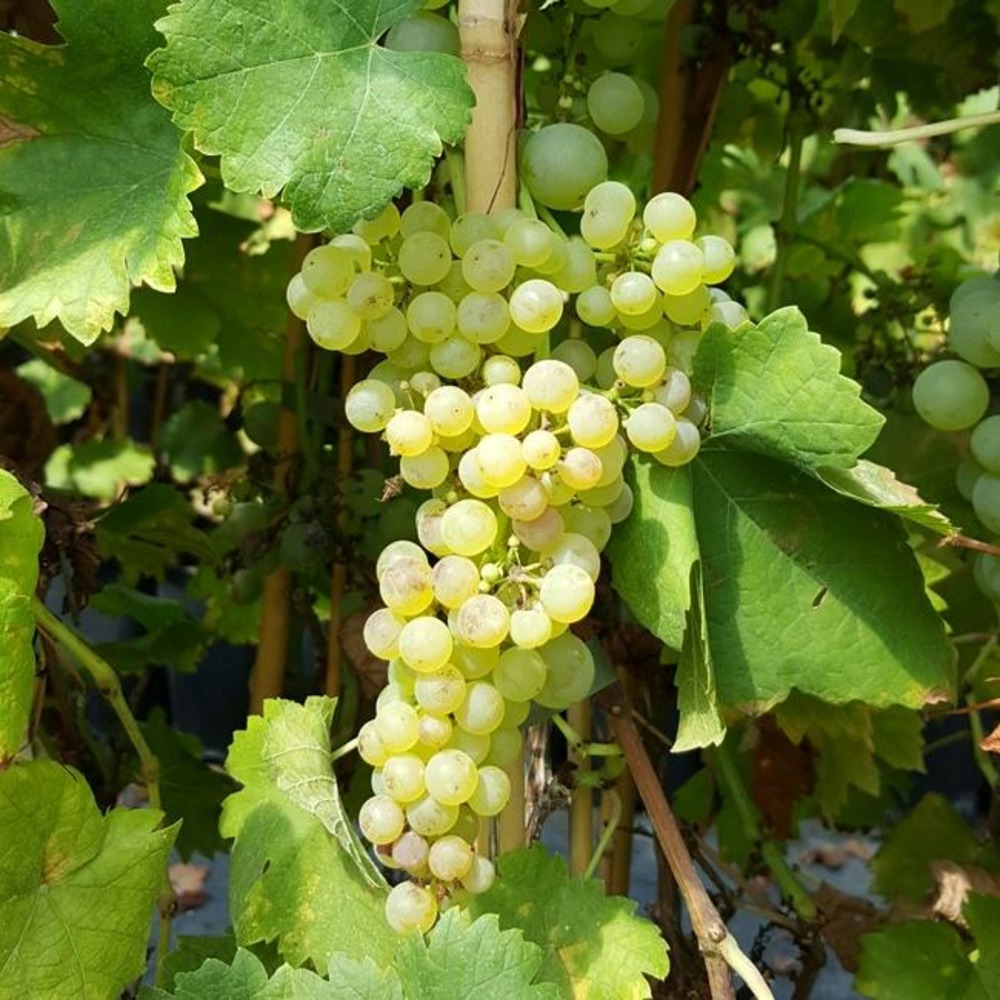 Vigne 'chasselas doré' - vitis vinifera 3l - 60/90cm