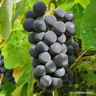 Vigne isabelle - vitis vinifera 3l