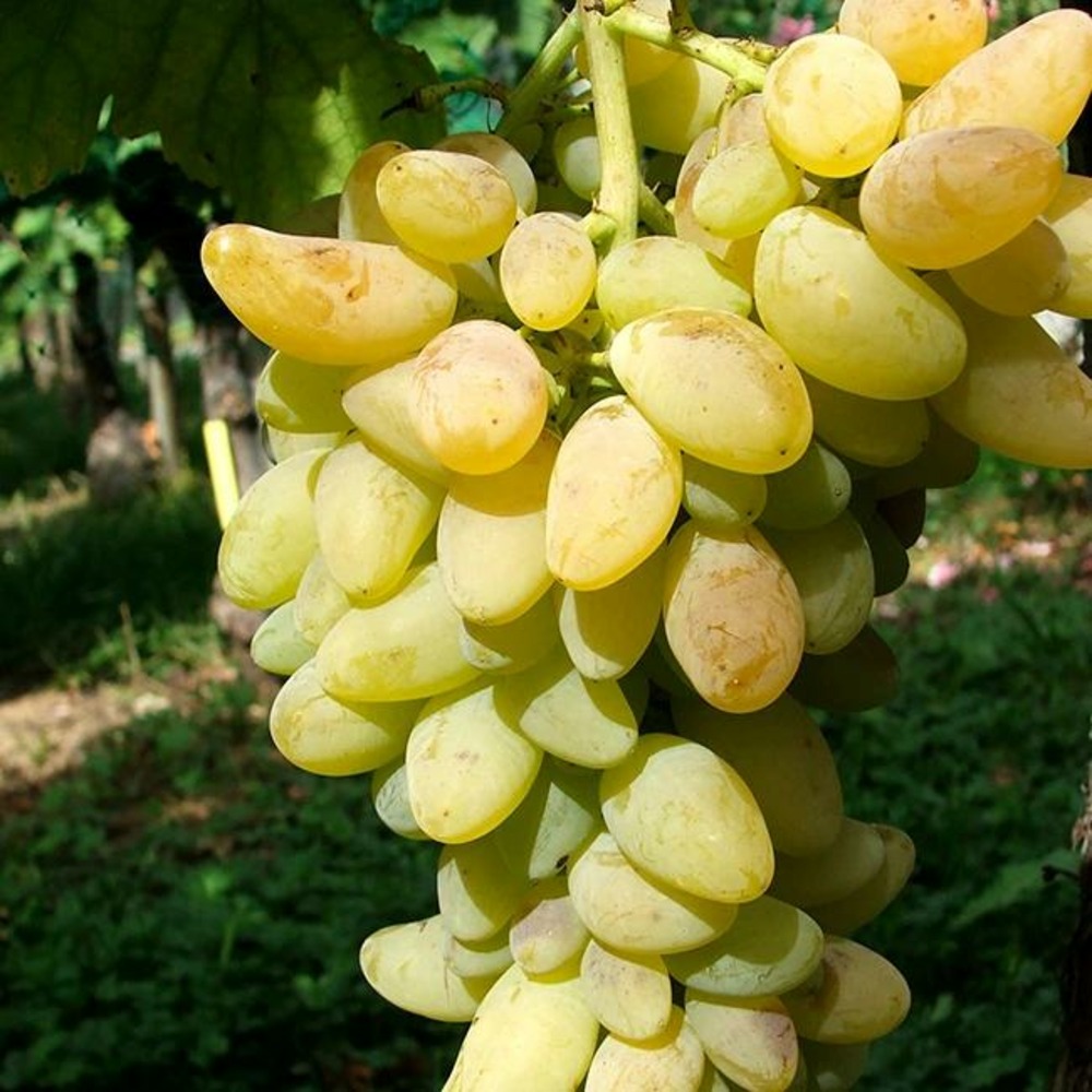 Vigne 'cornichon blanc' - vitis vinifera 3l