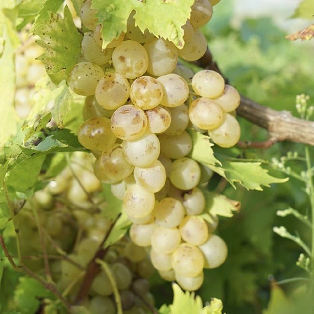 Vigne 'perle de csaba' - vitis vinifera 3l - 60/90cm