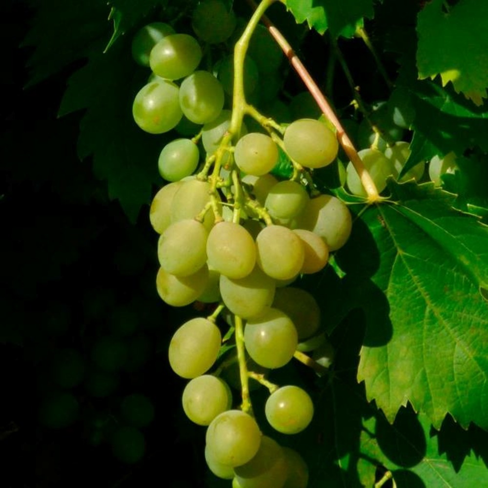 Vigne 'ampelia® amandin' - vitis vinifera 3l - 60/90cm