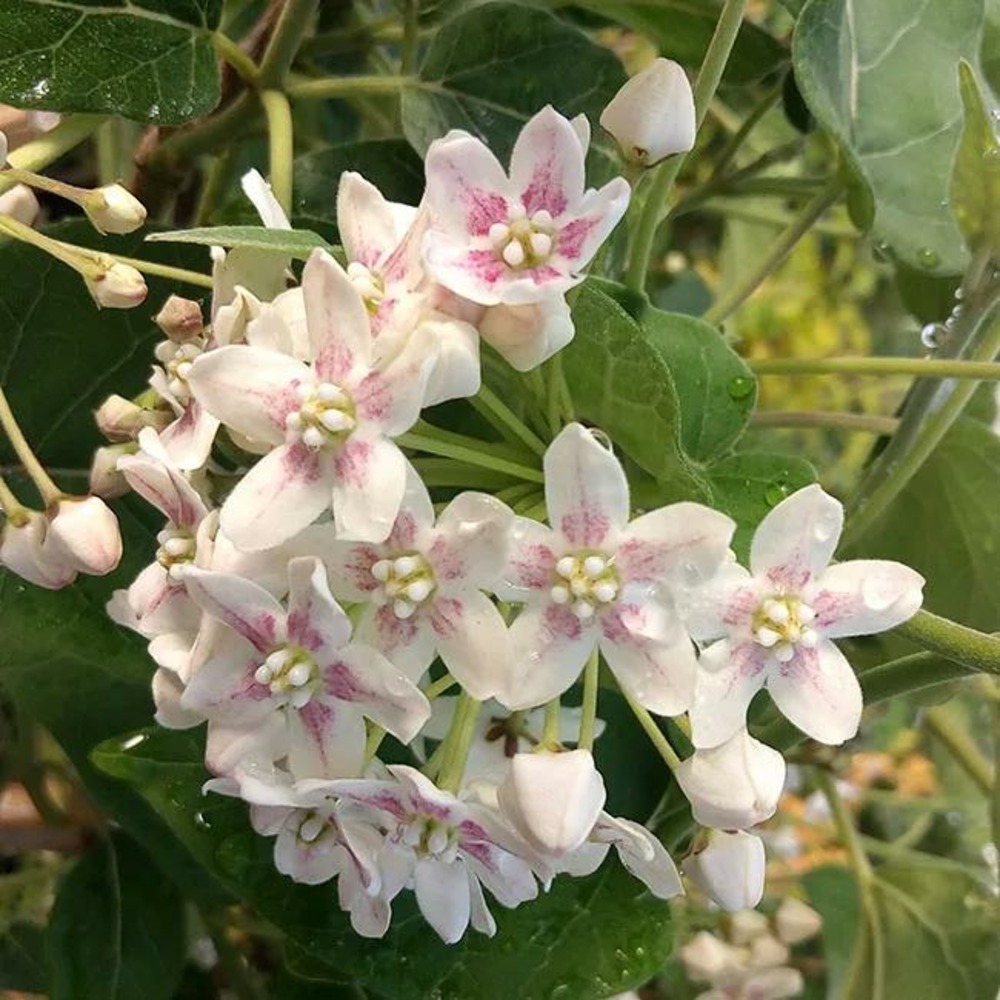 Wattakaka sinensis - dregea sinensis 3l - 60/90cm